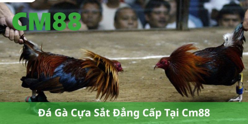 Đá Gà Cựa Sắt Tại CM88 - Trải Nghiệm Đỉnh Cao Và An Toàn 1 Đá gà cựa sắt