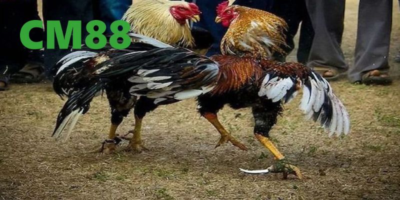 Đá Gà Cựa Sắt Tại CM88 - Trải Nghiệm Đỉnh Cao Và An Toàn 2 Giới thiệu về đá gà cựa sắt